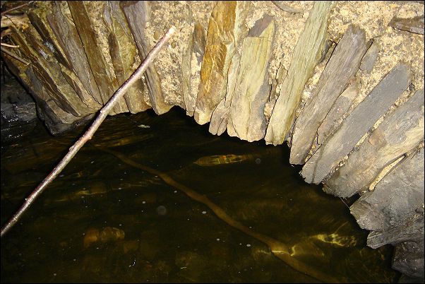 tchorski