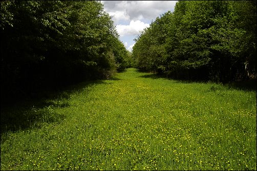Tchorski
