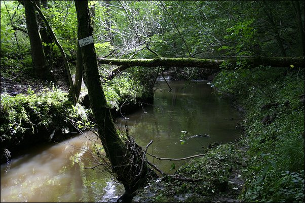 Tchorski