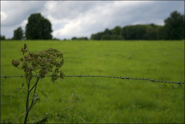 Tchorski