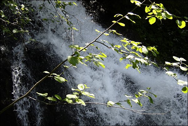 Tchorski